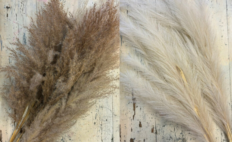 Assorted Pampas